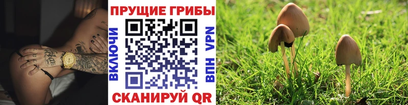 наркота  Куровское  Галлюциногенные грибы Magic Shrooms 